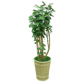 �󼼳��뺸��