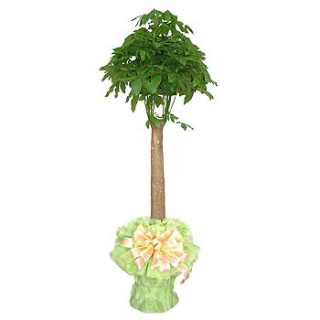 �󼼳��뺸��