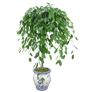 �󼼳��뺸��