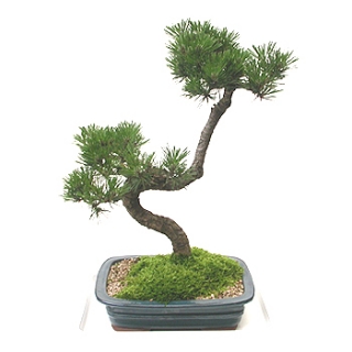 »ó¼¼³»¿ëº¸±â